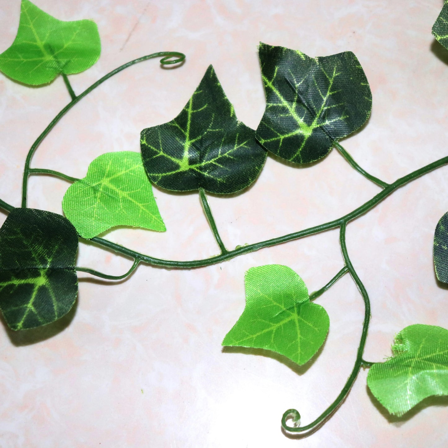 Ivy Leaf vines