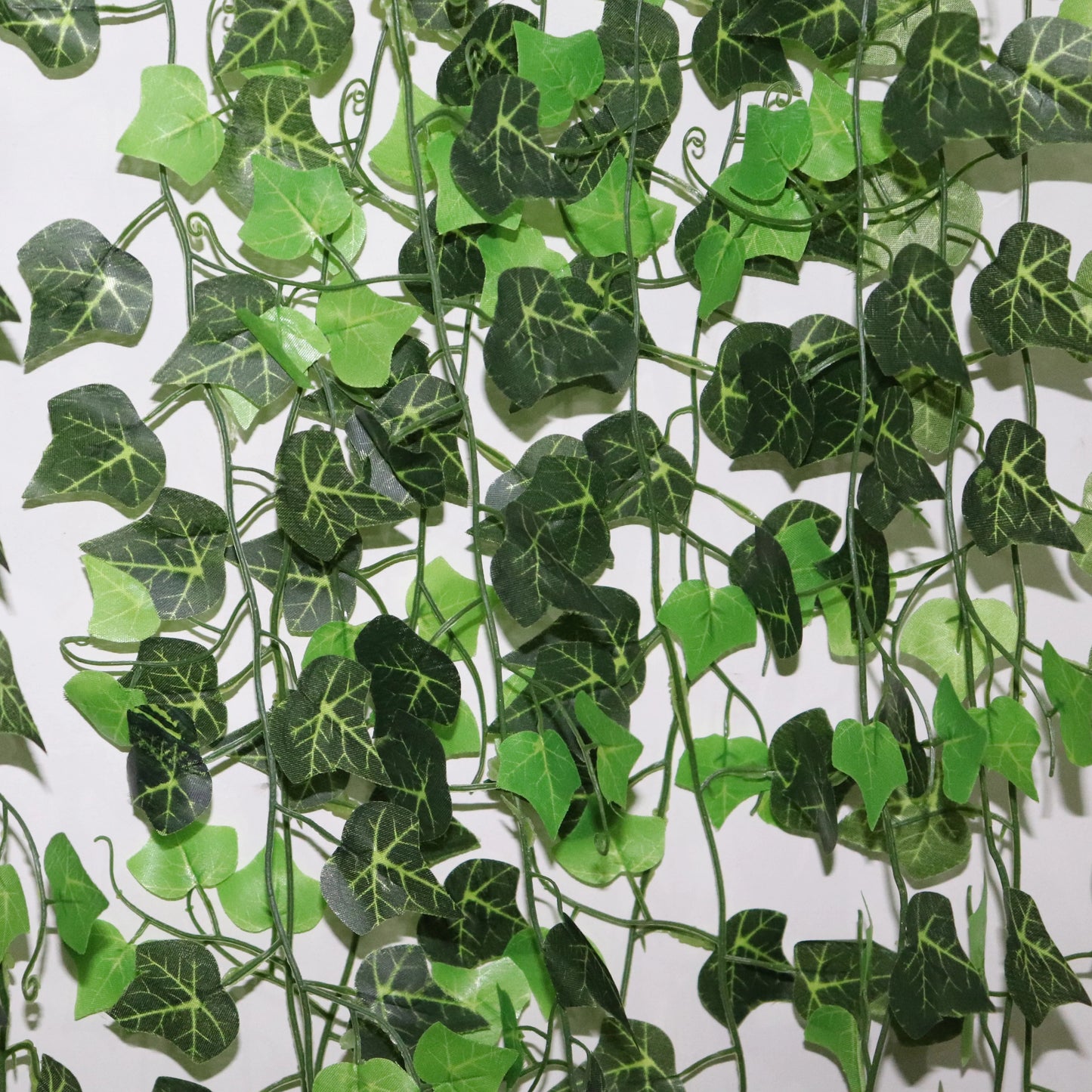 Ivy Leaf vines